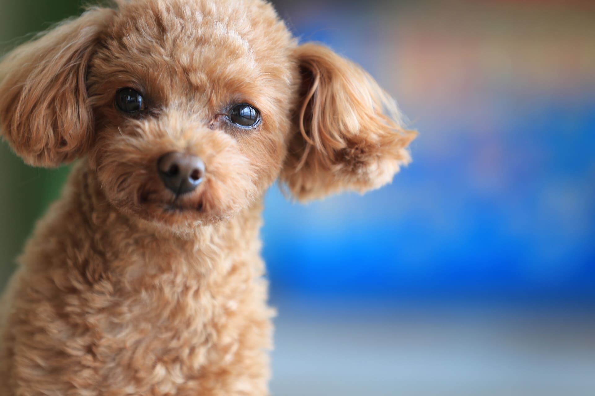 犬について